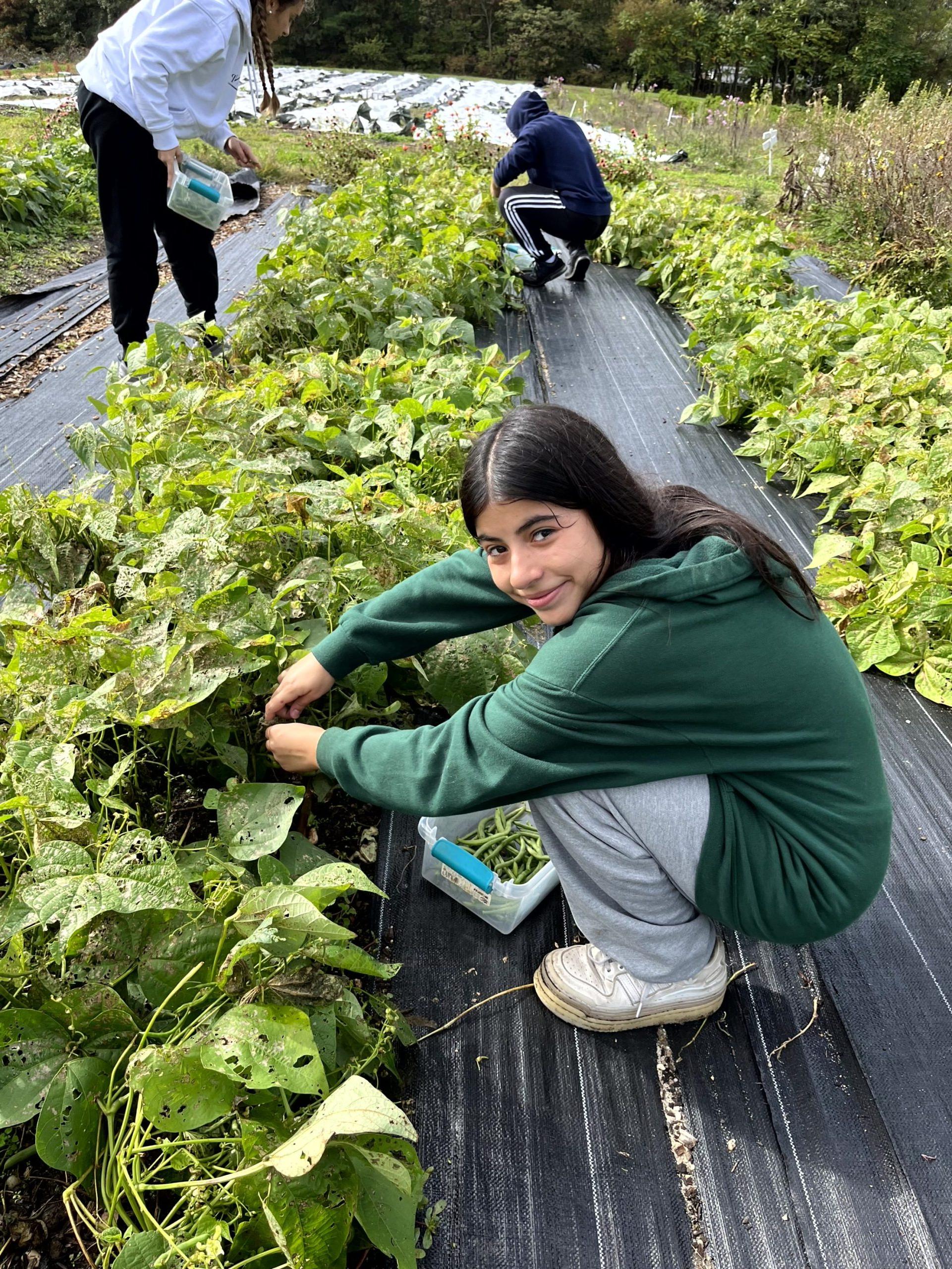 Knox Service Learning - Healthy Harvest Farm